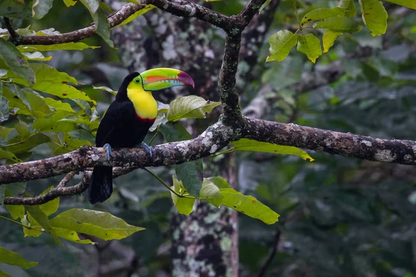 Keel faturado Toucan — Fotografia de Stock