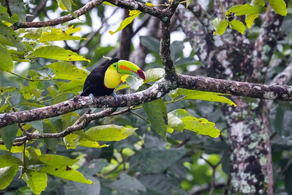 Keel billed toucan — Stock Photo, Image
