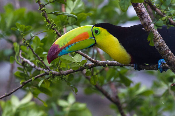 keel billed toucan 