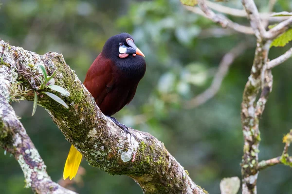Oropendola in Costa Rica — Foto Stock