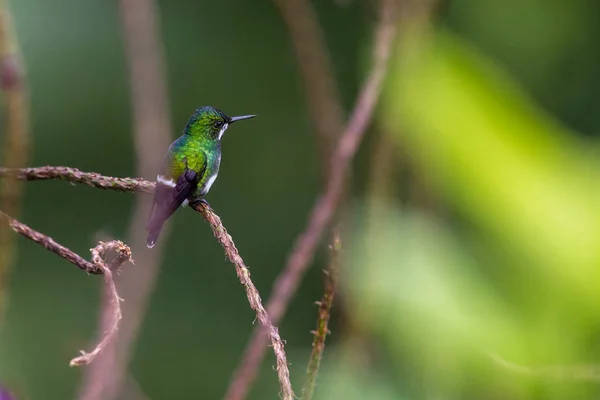 Cauda de espinheiro verde -Discosura conversii — Fotografia de Stock