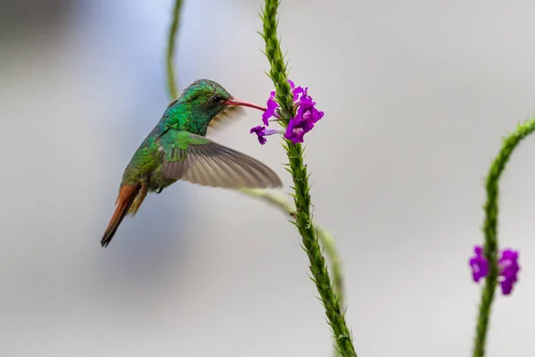 Rufous 꼬리 벌 새-Amazilia tzacatl — 스톡 사진