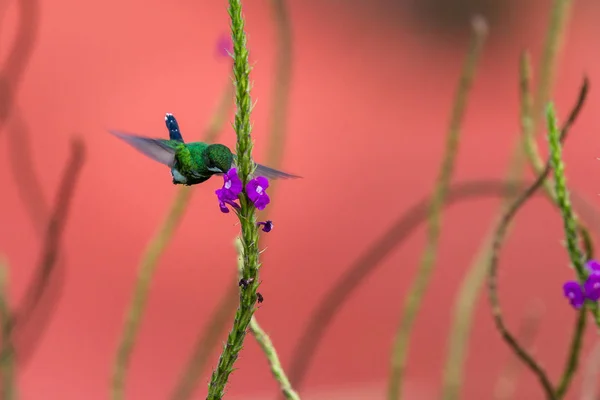 Grüner Dornschwanz -discosura conversii — Stockfoto