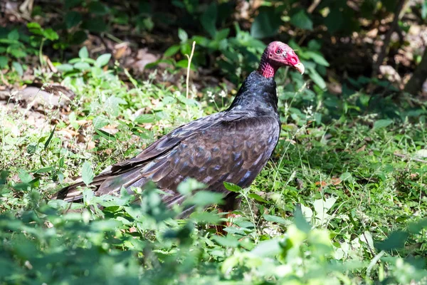 Kalkungrib-Cathartes aura - Stock-foto