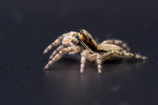 Springende Spinne - Mariposa muscosa — Stockfoto