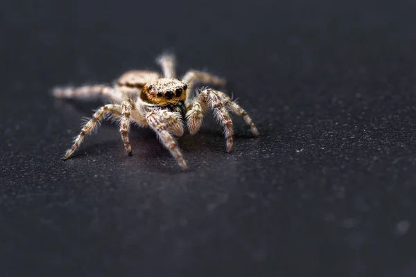 Araña saltarina - mariposa muscosa —  Fotos de Stock