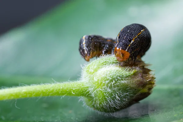 Oruga en un brote verde — Foto de Stock