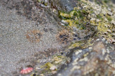 deniz anemone sakin bir havuzda