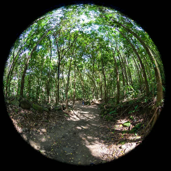 Ormanda patika — Stok fotoğraf