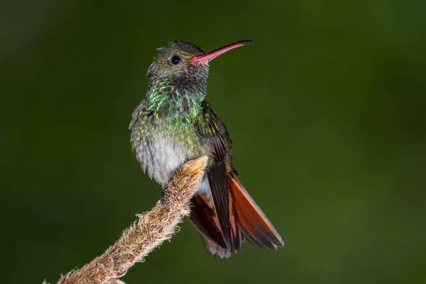 Colibrí de cola rufa - Amazilia tzacatl —  Fotos de Stock