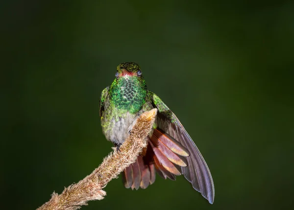 Rufschwanzkolibri - amazilia tzacatl — Stockfoto