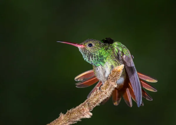 Rufous 꼬리 벌 새-Amazilia tzacatl — 스톡 사진