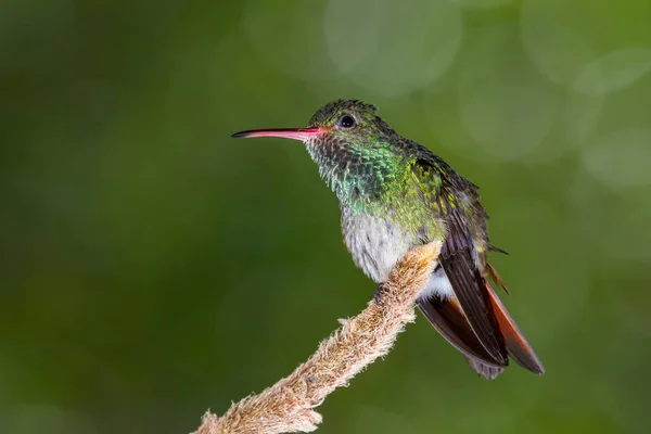 Colibrí de cola rufa - Amazilia tzacatl —  Fotos de Stock