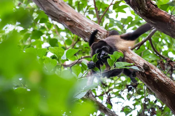 Howler Monkey in Nicaragua — Stock Photo, Image