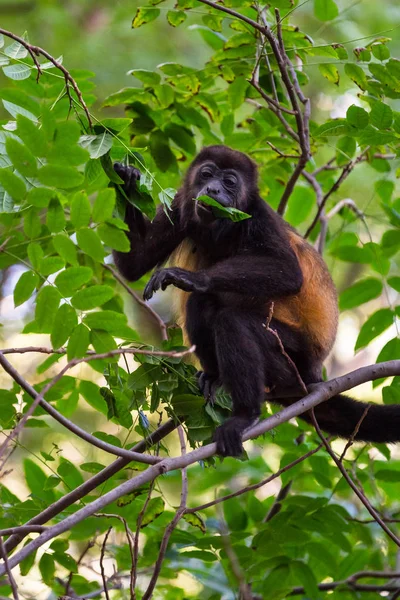 Kiks opice v Nikaragui — Stock fotografie