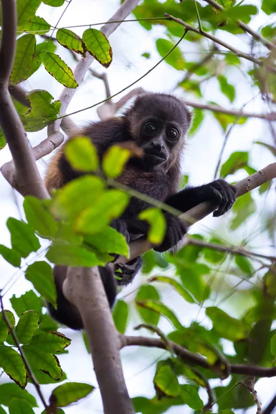 Howler monkey in Nicaragua — Stock Photo, Image