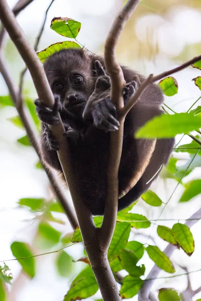 Howler monkey in Nicaragua — Stock Photo, Image