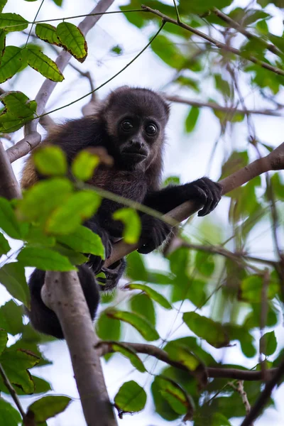Howler monkey in Nicaragua — Stock Photo, Image