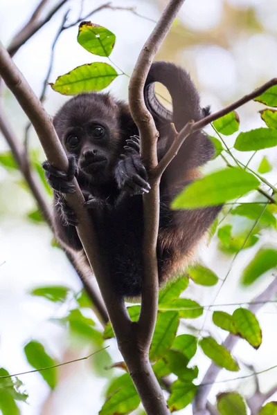 Brulapen in Nicaragua — Stockfoto