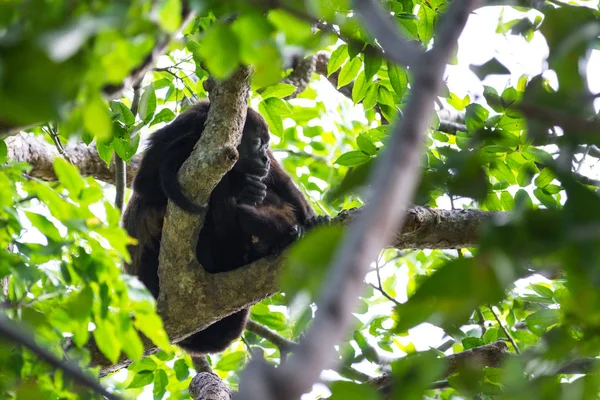 Mono Aullador en Nicaragua — Foto de Stock