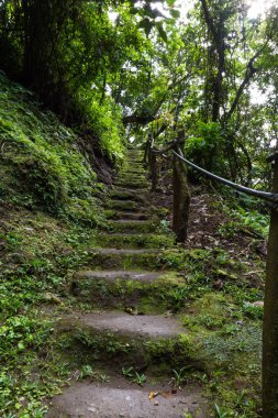 yağmur ormanlarında adımları 