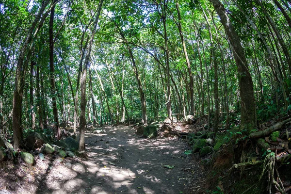 Sendero en el bosque — Foto de Stock