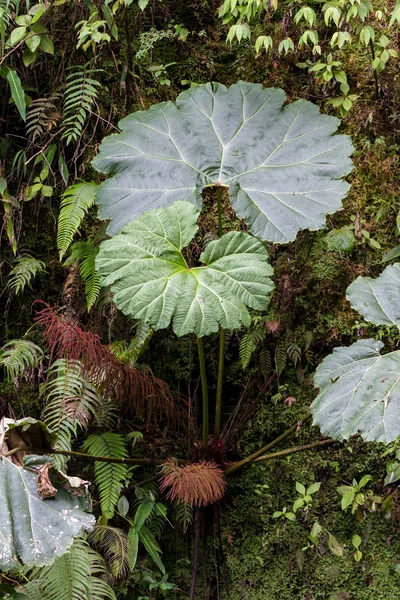 Blätter der Regenschirmpflanze eines armen Mannes (gunnera insignis) — Stockfoto