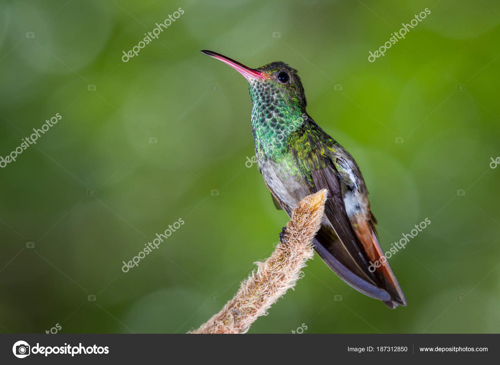 Colibri à Queue Rousse Amazilia Tzacatl Photographie