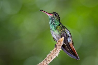 Kızıl kuyruklu sinek kuşu - Amazilia tzacatl