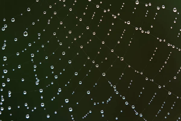 Water beads on a web — Stock Photo, Image