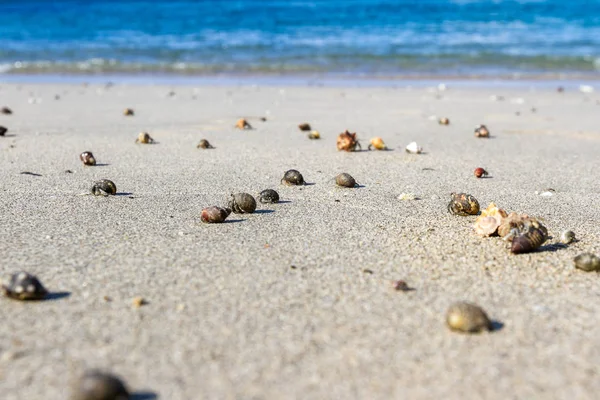 寄居蟹在海滩上 — 图库照片