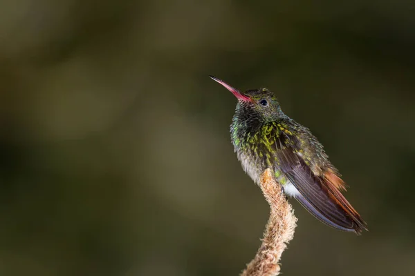 Rufous білохвоста колібрі - Amazilia tzacatl — стокове фото