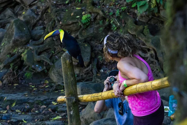 Toucan pasando el rato —  Fotos de Stock