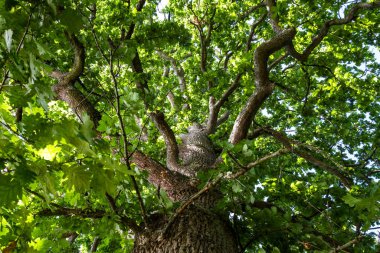 büyük meşe ağacı