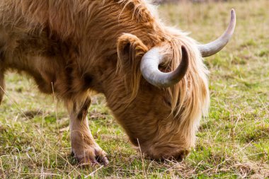 İskoçya 'daki sığırlar 