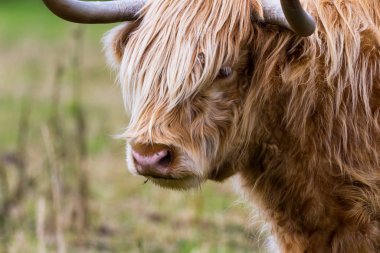 İskoçya 'daki sığırlar 