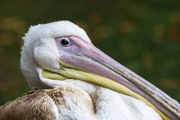 Pelican in London — Stock Photo, Image