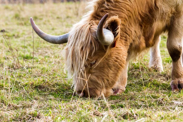 Highland Cattle in Scotland — Stock Photo, Image