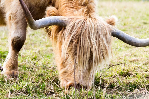 Велика рогата худоба в Шотланді. — стокове фото