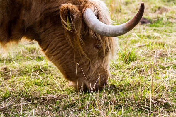 Высокогорный скот в Шотландии — стоковое фото