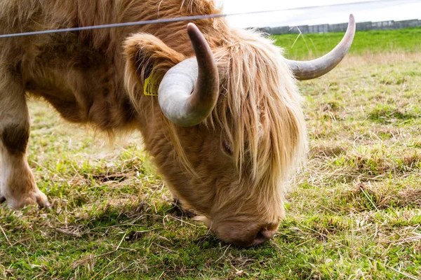 Highland Cattle in Scotland — Stock Photo, Image