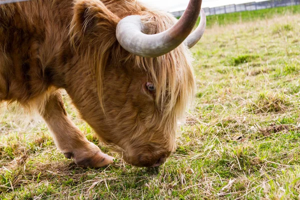 Highland Cattle in Scotland — Stock Photo, Image