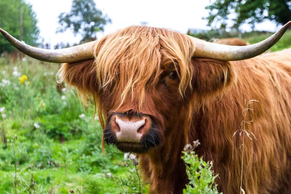 Ganado de las tierras altas en Escocia — Foto de Stock