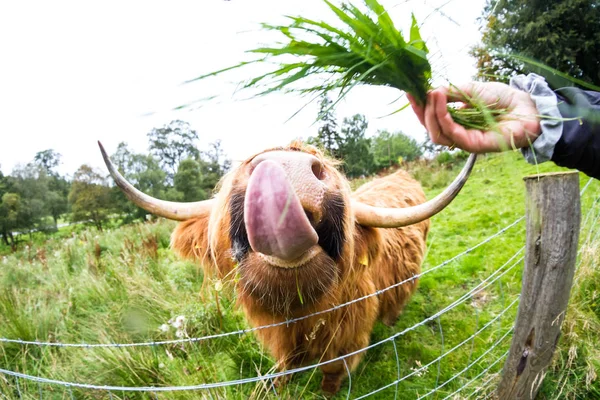 スコットランドの高地の牛は — ストック写真