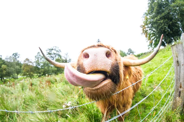 Highland Cattle in Scotland — Stock Photo, Image