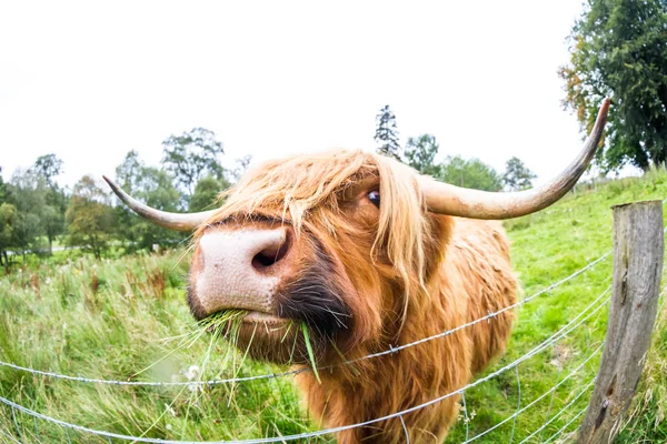 Highland Cattle in Scotland — Stock Photo, Image