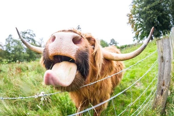 スコットランドの高地の牛は — ストック写真