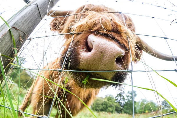 Ganado de las tierras altas en Escocia —  Fotos de Stock