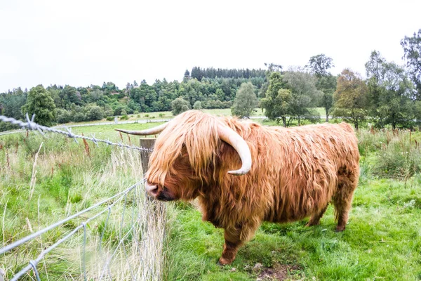 苏格兰高地的牛 — 图库照片