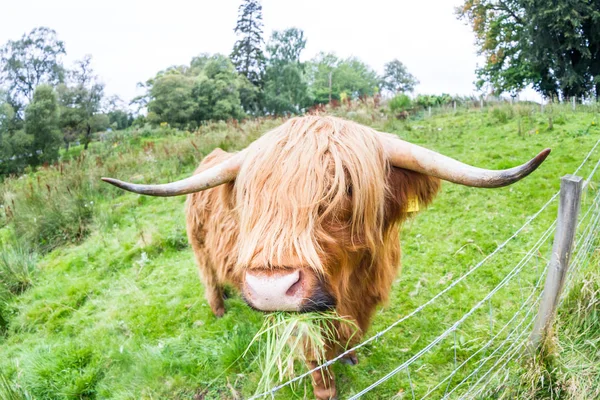 Ganado de las tierras altas en Escocia — Foto de Stock